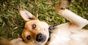 Foto: (Capuski/istock)