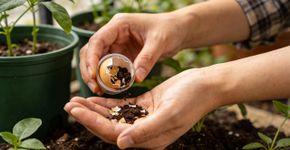 Como criar o seu pó de intenção para nutrir plantas e atrair prosperidade