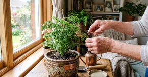 Por que os povos antigos costumavam plantar uma árvore camaleão em suas casas?