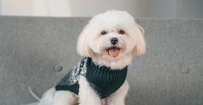 7 raças de cachorro com aparência de filhote 