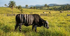 Cientistas pintaram vacas pretas com listras brancas e elas atraíram 50% menos moscas, reforçando a teoria sobre as zebras
