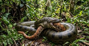 Dos Estados Unidos à Austrália, passando pelo Brasil e Índia: um mapa-múndi mostrando os locais onde cobras foram observadas devorando membros de sua própria espécie