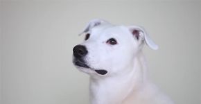 Surdo, cão aprende língua de sinais e recomeça a vida
