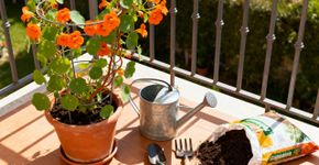 A trepadeira que floresce o ano todo: esplêndida, de crescimento rápido e ideal até para quem não tem jeito para jardinagem