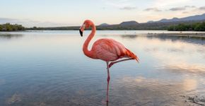 Por que os flamingos ficam tanto tempo em uma perna só?