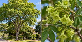 Esta árvore passa despercebida até chegar a época em que suas flores aparecem