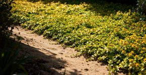 Plantinha rasteira amarela que se espalha rápido e floresce no sol ou na sombra