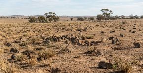 Em 1859, um fazendeiro soltou 24 coelhos na Austrália por diversão; décadas depois, eram bilhões devastando o país