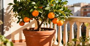 A árvore que dá belos frutos e que cresce em vaso proporciona uma sombra refrescante e atrai boa sorte e abundância