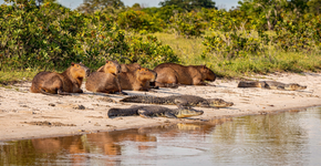 Por que os jacarés não comem as capivaras?
