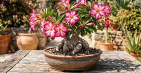 Conselhos para famílias brasileiras que cultivam rosa do deserto em casa ou jardim
