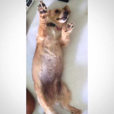 Veja alguns dos cães e gatos que já estão participando do #MostreABarriguinha!