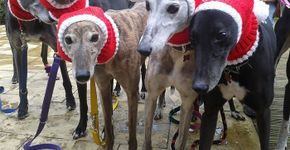 Britânica larga emprego para tricotar roupas a cães abandonados