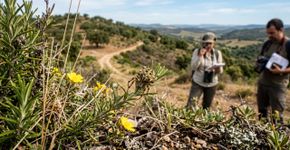 A espécie que inspirou o Homem-Aranha é uma das seis novas descobertas no Alentejo