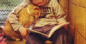 Campanha de incentivo à leitura e à adoção de animais abandonados faz sucesso com fotos de crianças ‘lendo para gatos’