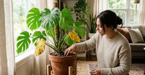 Monstera: como evitar o amarelecimento das folhas em ambientes internos