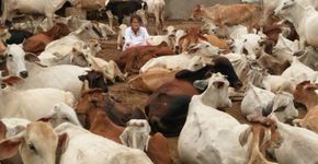 Alemã oferece nova chance para 1.200 vacas doentes e abandonadas