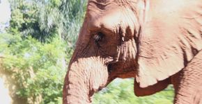 Elefanta Teresita morre no zoo de SP após anos de sofrimento