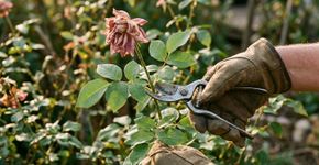 Deixar todas as flores murchas na planta pode mudar a próxima floração: por que retirar flores passadas ajuda algumas espécies a continuar produzindo novos botões