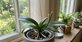 Eis como fazer a orquídea em vaso florescer repetidamente por muito tempo