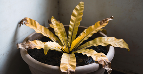 A planta que avisa quando a energia da casa está pesada