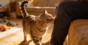 Por quanto tempo um gato consegue esquecer você se você não o vir mais? Quanto tempo dura a memória de um gato?