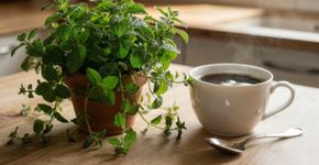 Como plantar seu próprio adoçante natural para nunca mais gastar com açúcar