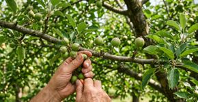 Uma macieira cheia de frutinhos nem sempre significa colheita melhor: retirar parte deles pode deixar as maçãs restantes maiores e melhores
