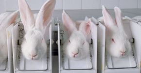 Investigação expõe a relação entre empresas e testes em animais