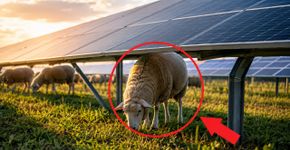 Levaram 40 ovelhas para pastar perto de painéis solares, e isso começou a transformar a maneira como a energia é produzida