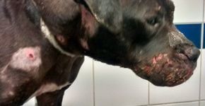 Foto: (RSPCA)