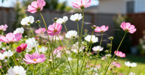 Pátio vazio vira jardim colorido antes do carnaval com plantas fáceis semeadas em dezembro