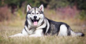 Cachorros estadunidenses: 5 raças originárias dos Estados Unidos 