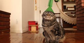 ‘Cansei de ser gato’: criadoras largaram tudo e transformaram a página em um negócio lucrativo