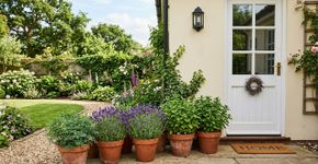 Três plantas que repelem escorpiões e que você pode ter em casa a partir de hoje