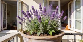 Três plantas perfumadas que deixam a casa cheirando bem naturalmente