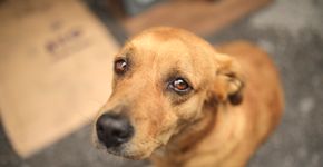 Foto: (iStock/@123ducu)