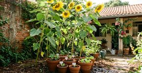 A planta ideal para proteger suas mudas do sol forte sem precisar de cobertura