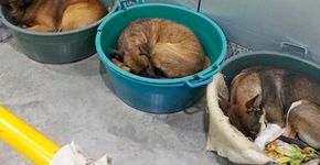 Em Porto Alegre, cães ganham abrigo e se protegem do frio durante o inverno