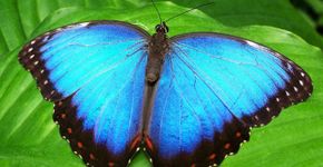 Foto: (Imagem de Garoch por Pixabay)