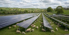 Eles colocaram 40 ovelhas para pastar perto de painéis solares, e isso começou a mudar a forma como a energia é produzida