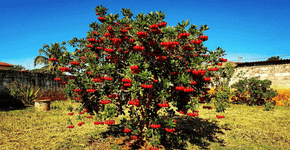 A favorita dos quintais ensolarados: uma frutífera que produz várias safras e se adapta facilmente ao calor intenso