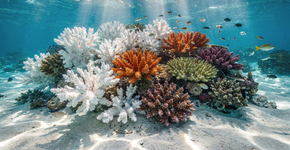 Entenda as mudanças nos ecossistemas marinhos causadas pelo aumento da temperatura global