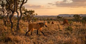 Mais de 132 mil hectares preservam campos, veredas e matas ciliares do Cerrado: o parque entre Goiás e Mato Grosso do Sul que protege lobo-guará, tamanduá-bandeira, onça-pintada e tatu-canastra