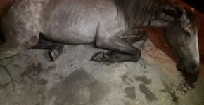 Foto: (Reprodução)