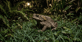 Se você escutar sapos cantando alto no jardim, saiba o que isso significa e por que é algo bom