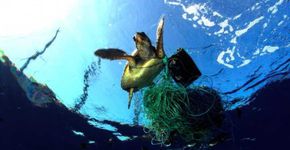 Lixo já matou mais de mil tartarugas no litoral norte de SP