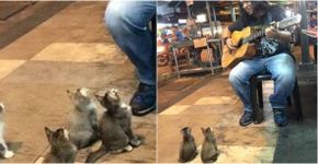 Músico canta para público formado por gatinhos fofos