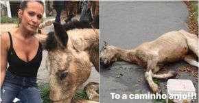 Luisa Mell resgata cavalo que foi maltratado e abandonado na rua