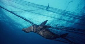 Foto mostra triste realidade da captura de animais marinhos pela pesca